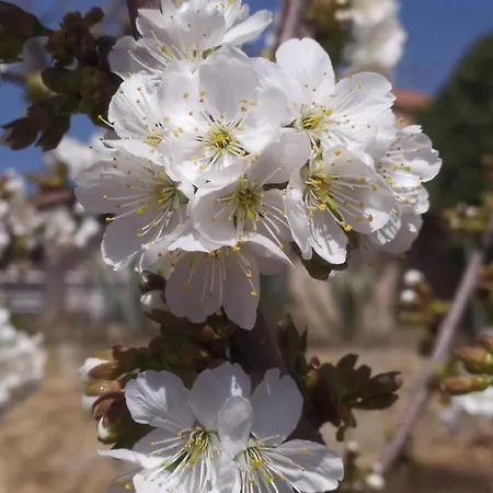 Mas De Munoz Mora de Rubielos